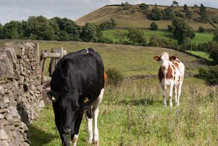 Image of cows