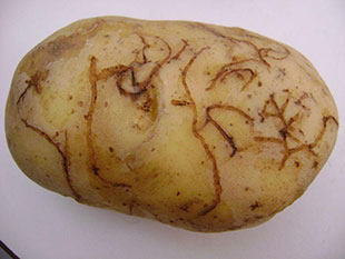 Potato tuber showing feeding damage by the larvae of the Epitrix flea beetle. © Conceição Boavida Instituto Nacional de Recursos Biológicos.