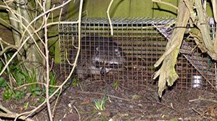 Raccoon trapped