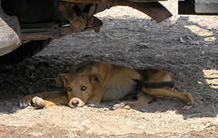 Dog in shade