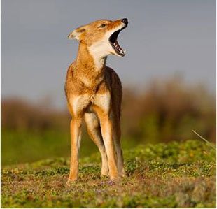 Ethiopian wolf