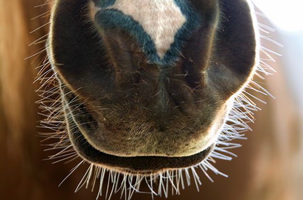 Image of a horse's nostrils