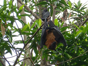 Indian flying fox in Sri Lanka