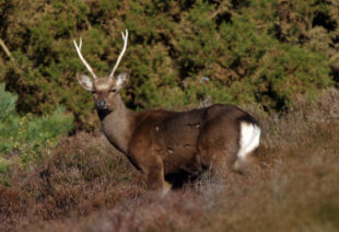 sika-stag