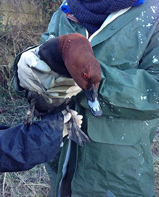 Image of person holding a bird