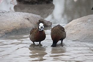 Image of 2 birds in water