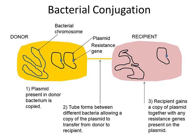 Diagram to illustrate bacterial conjugation by APHA scientist
