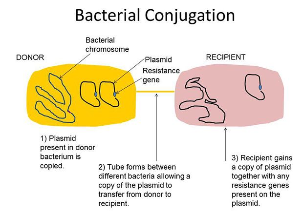 Colistin: an antibiotic of last resort - APHA Science Blog