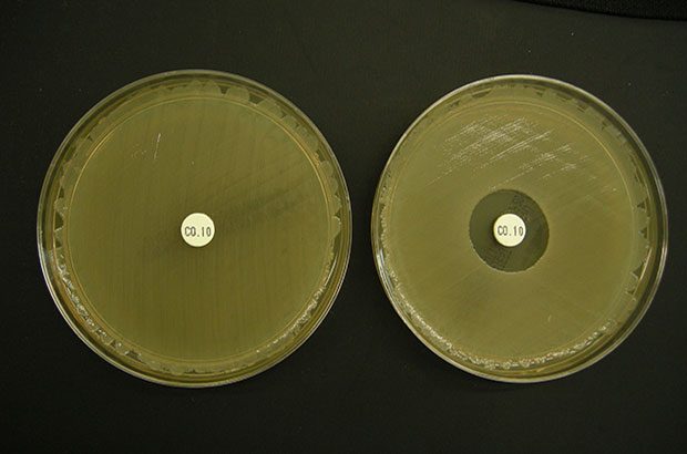 Colistin sensitivity testing plates