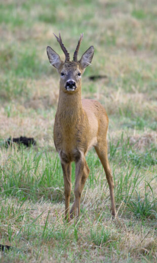 roe-buck