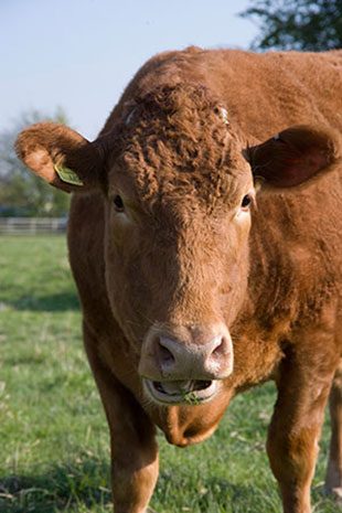 Brown cow