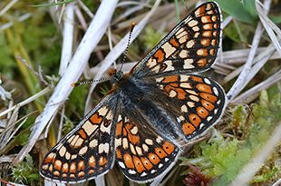 Image of an adult march fritillary butterfly