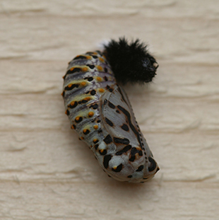 Image of the final stages of pupation on the wooden frame of the breeding cage at Penrith