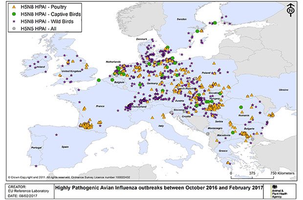 Avian influenza map