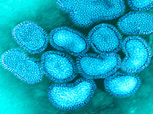 Avian flu virus image
