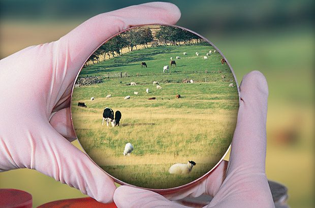 Photo of hands holding a petri dish focussed on farm animals