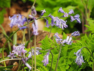 Chelsea Flower Show Bluebells