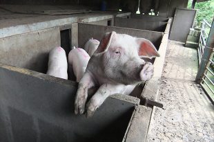 Image of pig in a pen.