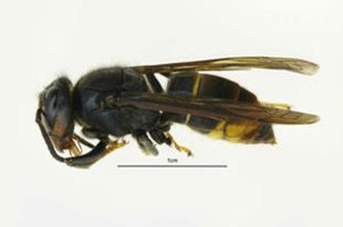 Picture of an asian hornet