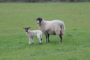 Image of a sheep and a lamb