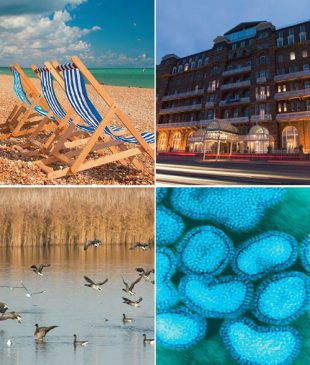 Photo collage of 4 photos: deckchairs, hotel, ducks landing on a lake and close of avian influenza