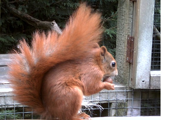 Red squirrel captive breeding programmes may be breeding grounds for