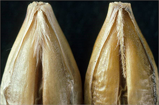 Picture of barley grain with a long haired rachilla on the left and short haired rachilla on the right