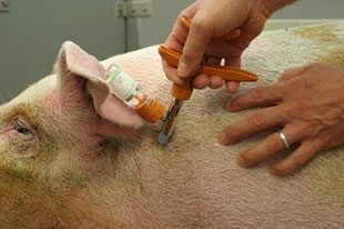 Image of a pig being vaccinated behind its ear.