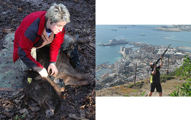 Photos of Julia Coats kneeling over a wild boar with a collar and tags and aiming a dart gun with a coastal city-scape behind.