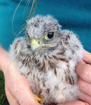 Image of a kestral sitting in a human hand.