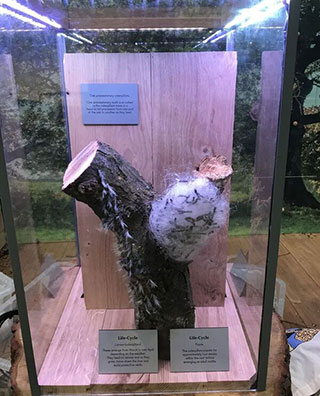 Fake Oak Processionary moth model in a glass case. Model shows an oak stump with a mass of white wool-looking substance with black objects within.