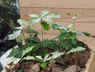 Fake powdery mildew on a set of four small oak saplings.