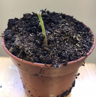 Image of a shoot appearing from a plant pot of soil.