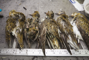 Mass mortality in Golden Plover's: image of a small number of deceased birds against a steel rule.