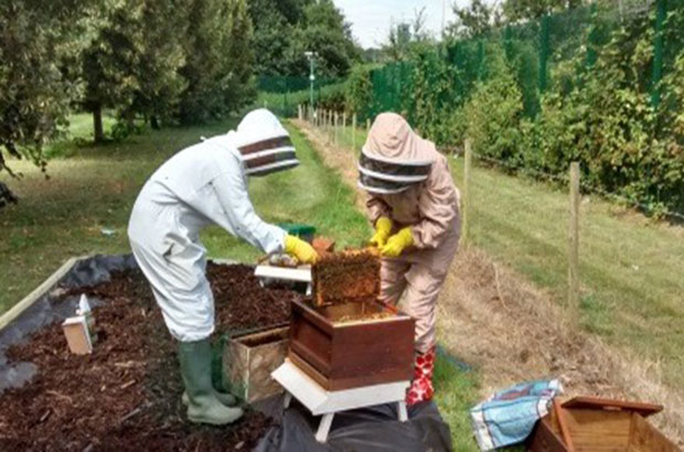 Mark and Sue wearing their bee-keeping suits, inspecting a bee hive.