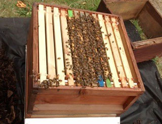 Image of the inside of a bee hive with a mass of bees inside.