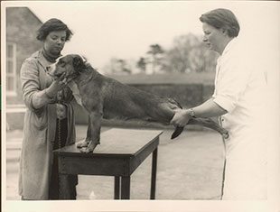 Image of Annie Littlejohn inspecting a dog which is standing on a table.