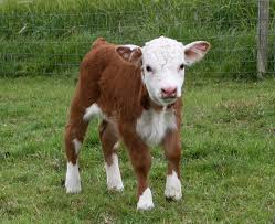 Image of a brown and white calf standing on grass looking at the camera.