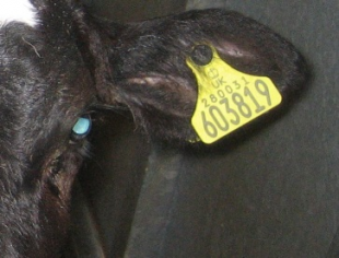 Close-up image of a cow ear tag. The tag is number: UK 580031, 603819.