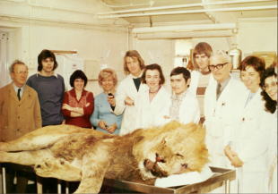 Image of a group of individuals, some in white lab coats, standing around a deceased lion on a table.