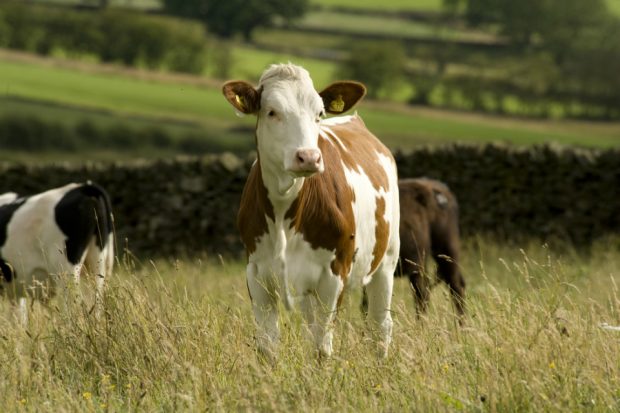 Cows in a field