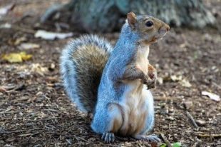 Image of a grey squirrel standing on its back legs looking to the right.