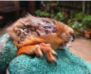 Headshot of a red squirrel held in a turquoise towel. The squirrel has sores and patchy fur around its eye and ear.