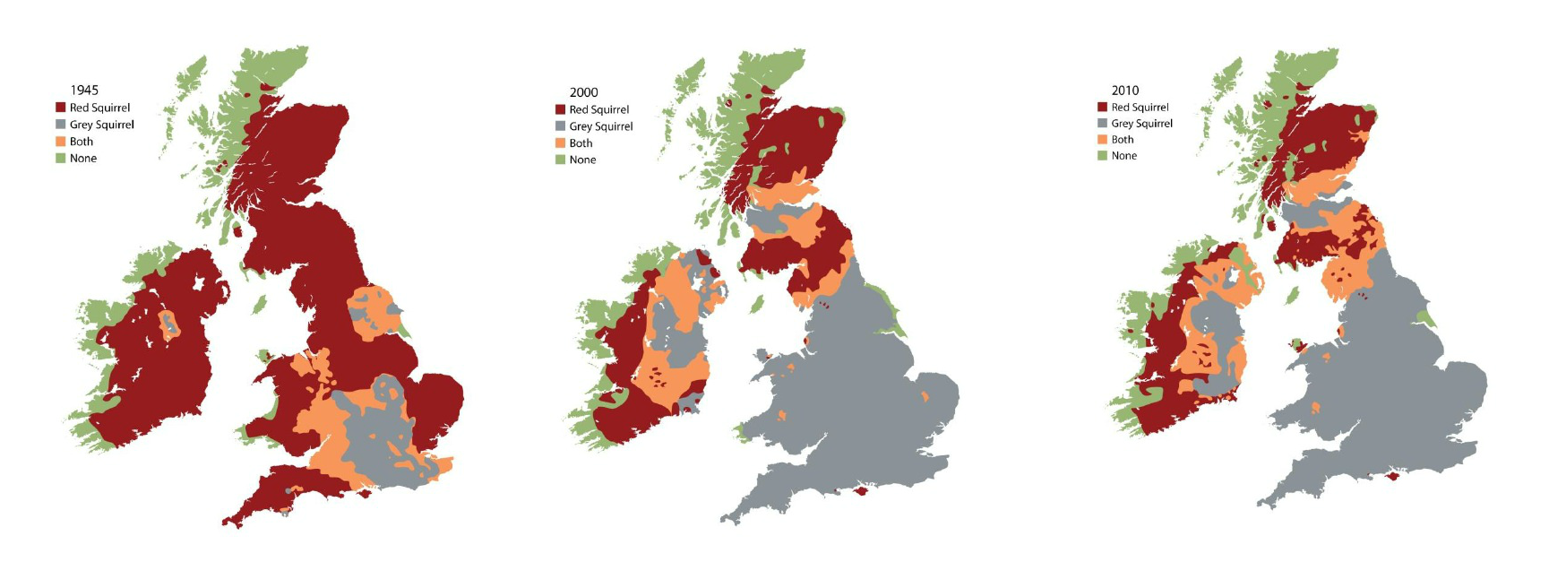 red squirrel vs grey squirrel