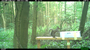 Image of a grey squirrel sitting on a wooden beam next to a box in a wooded area.