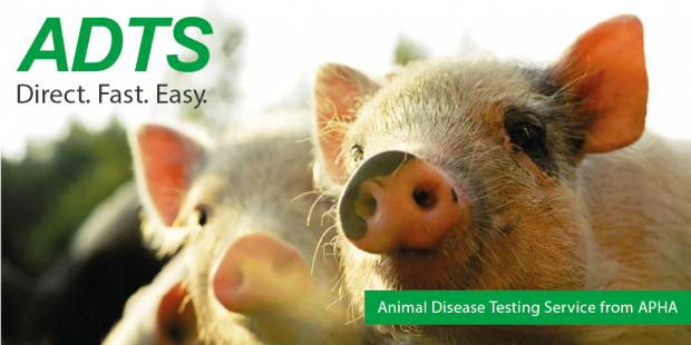 Two pigs in the background of an image saying, 'ADTS, Direct. Fast. Easy. Animal Disease Testing Service from APHA.'