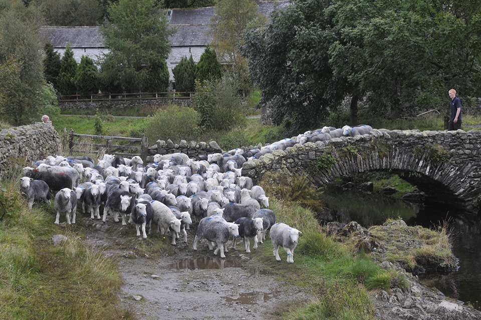 Countryside image of a heard of sheep being driven by a male farmer across a stone bridge.