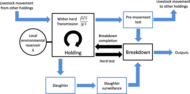 Flow diagram showing the Bovine Tuberculosis Model for England and Wales 