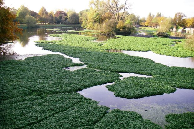 Floating pennywort clogging a waterway