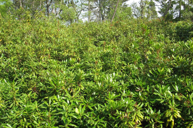 Dense stands of rhododendron crowd out all other plants